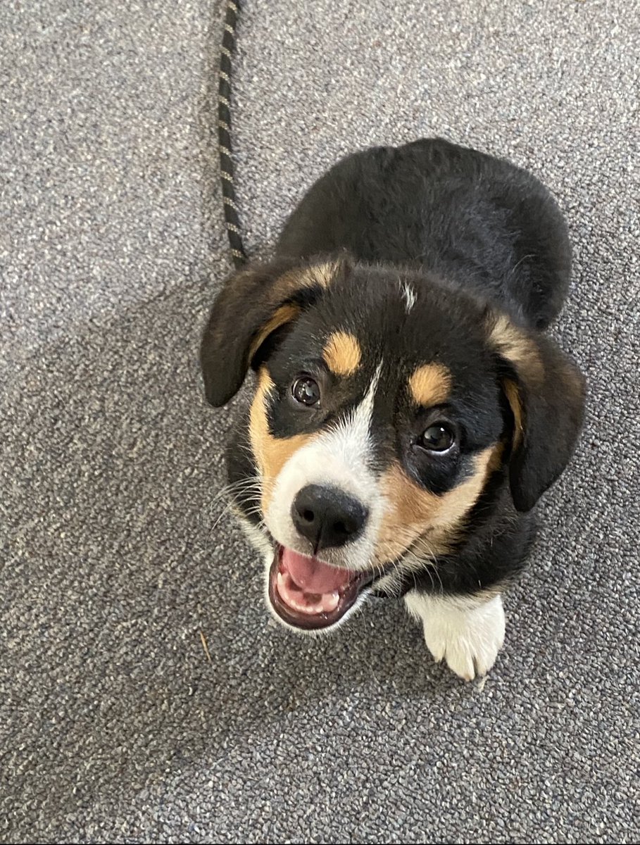 QBeast9922's tweet image. This Is My Boy.. 💚🐶 
🦋🔥💪🏾🌱
#Corgis #CorgisRuleTheWorld #LoganSaysHelloHoomans #TuesdayVibes #animals #OwnYourLife