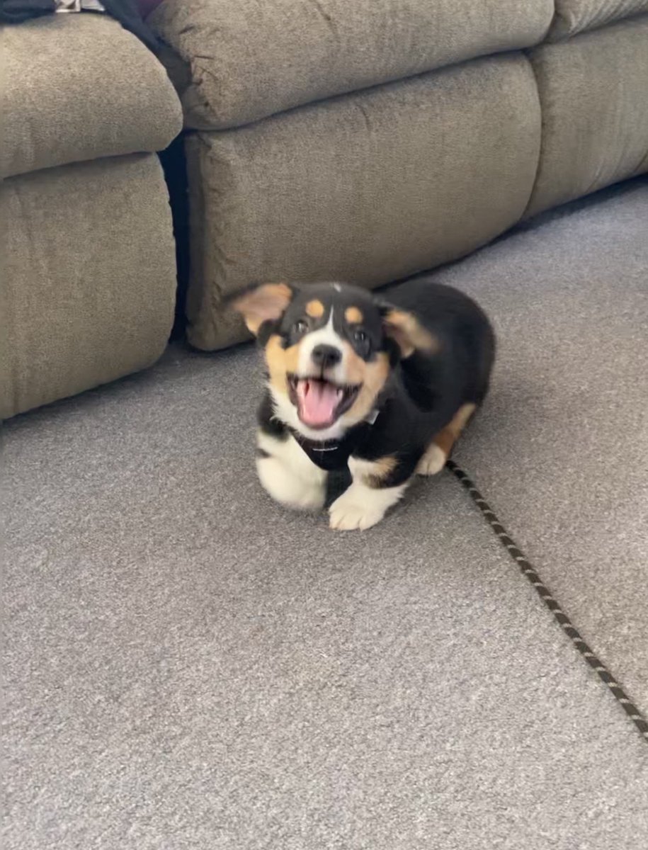 QBeast9922's tweet image. This Is My Boy.. 💚🐶 
🦋🔥💪🏾🌱
#Corgis #CorgisRuleTheWorld #LoganSaysHelloHoomans #TuesdayVibes #animals #OwnYourLife