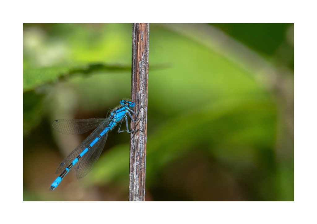 pdrphotography's tweet photo. Blue Damselfly @BBCSpringwatch https://t.co/xDpHo7GKWo