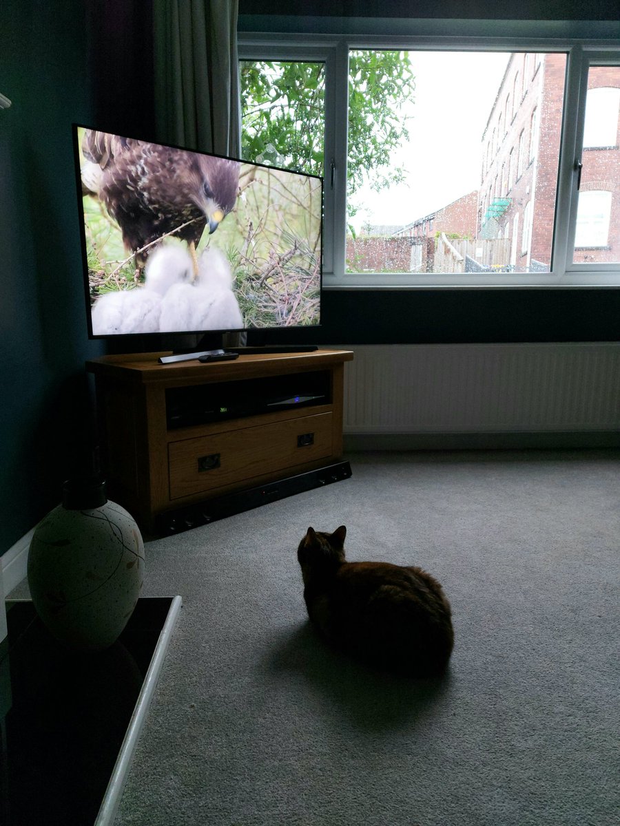 Thor got there prime spot for #Springwatch https://t.co/3c91JUc49Q