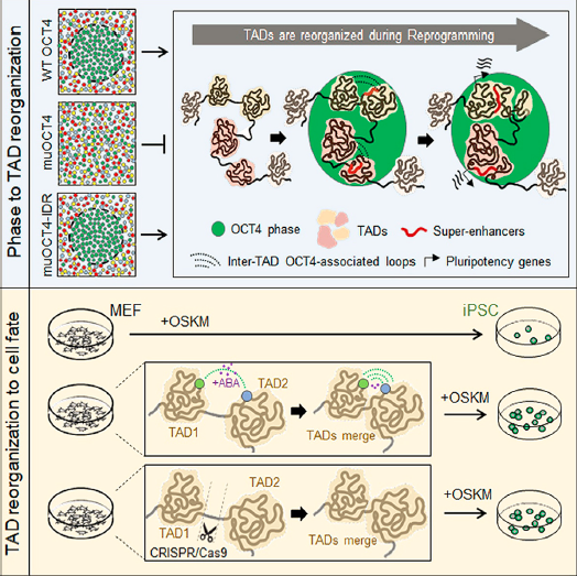 generegulation's tweet photo. Phase separation of OCT4 controls TAD reorganization to promote cell fate transitions https://t.co/c57YtHiQE4
✅ OCT4 is required for a subset of loop anchors
✅Disruption of OCT4 phase separation disturbs TADs &amp; reprogramming which can be restored by phase rescue via IDR fusion https://t.co/g78v0CInnM