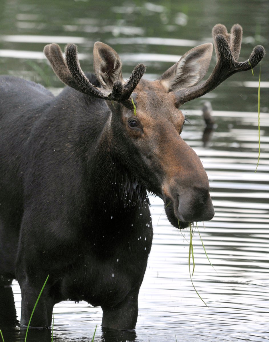 May is a great time to start your moose sighting adventure! Have you seen one yet? #MaineHighlands 

📸: Mary Sue Henszey