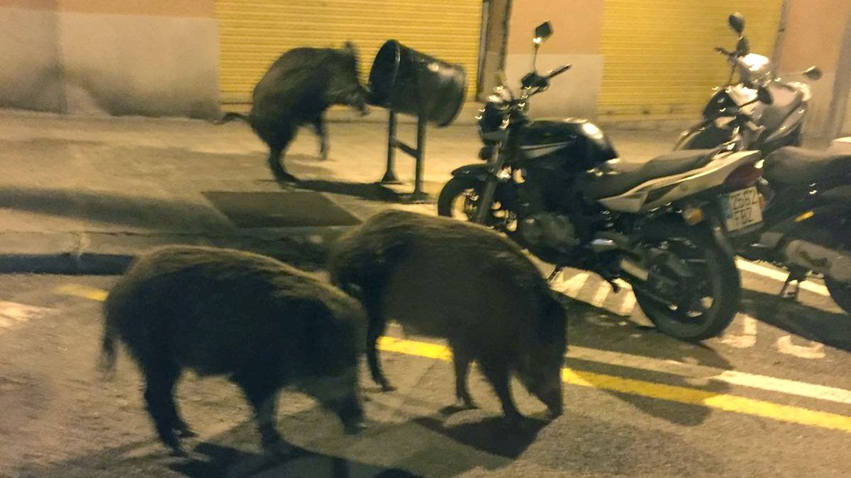 «'Nem bé per anar al Sutton?»