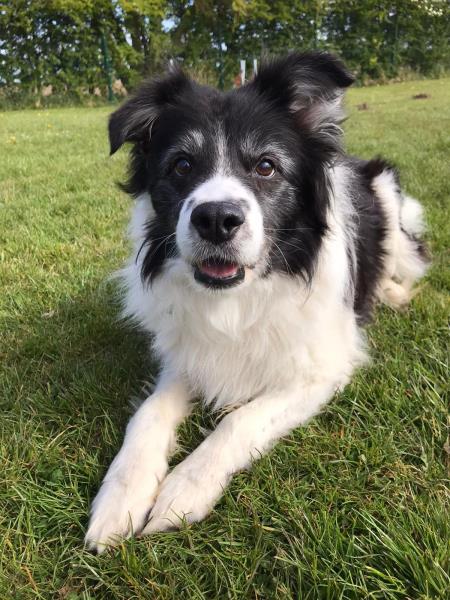 Urgent please retweet to help Kenny find a home #Lincolnshire  #UK   

Aged 14, Kenny's reservation has fallen through. He's looking for a quiet, adult home in a rural location where someone has time to be around for him,  he shouldn't be in a shelter 💔
jerrygreendogs.org.uk