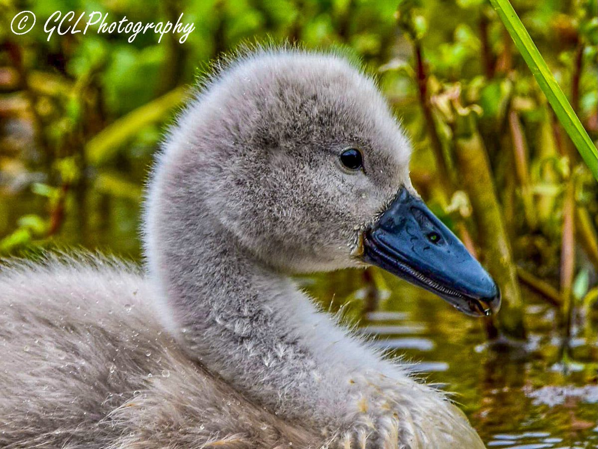 Lovely to find a The CygnetsToday! #Swan #Cygnets #BirdsSeenIn2021 #BirdPhotography #BirdWatching #Wildlife #Nature #NaturePhotography #WildlifePhotography #CanalWalks #Somerset #BBCWildlifePOTD #AnimalLover #Animals #TwitterNatureCommunity #Nikon #Sigma ❤️