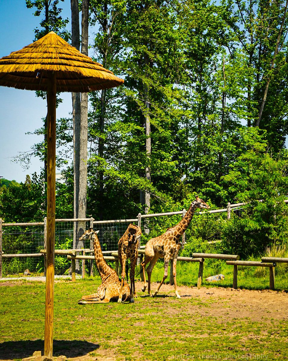 andrewthomas___'s tweet photo. Hanging Tall

#giraffes #turtlebackzoo #africanadventure #zoocreatures #newjersey #zoolife #njzoo #andrewthomasphotography

https://t.co/lVwHmFz4BK https://t.co/9DxqjeBYSc
