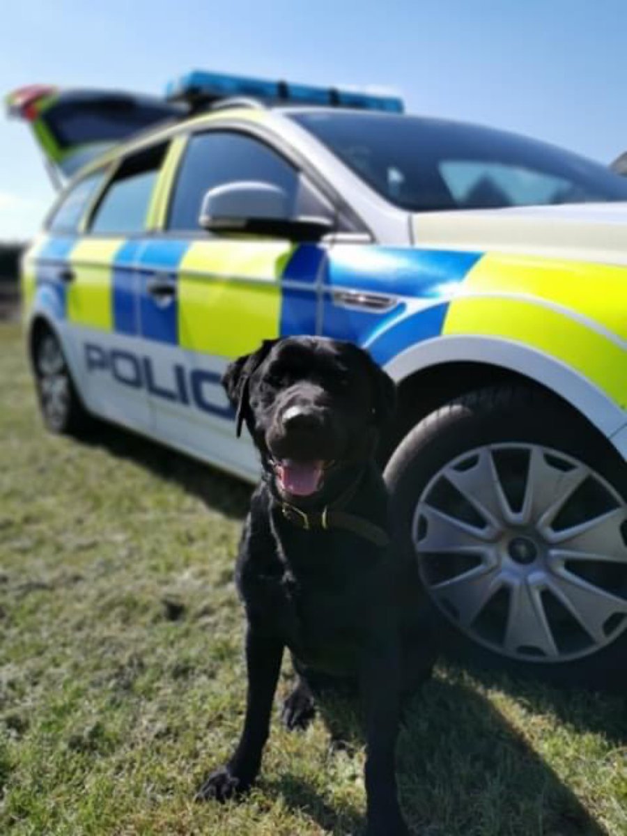 ChNWPoliceDogs's tweet photo. Great work by PD Chester and handler today. They assisted LPU officers with a search warrant in Runcorn and Chester located several quantities of Class B drugs. The occupant of the house returned during the search and was arrested.
#PDChester #1InTheCells https://t.co/1lXEkuCSO1