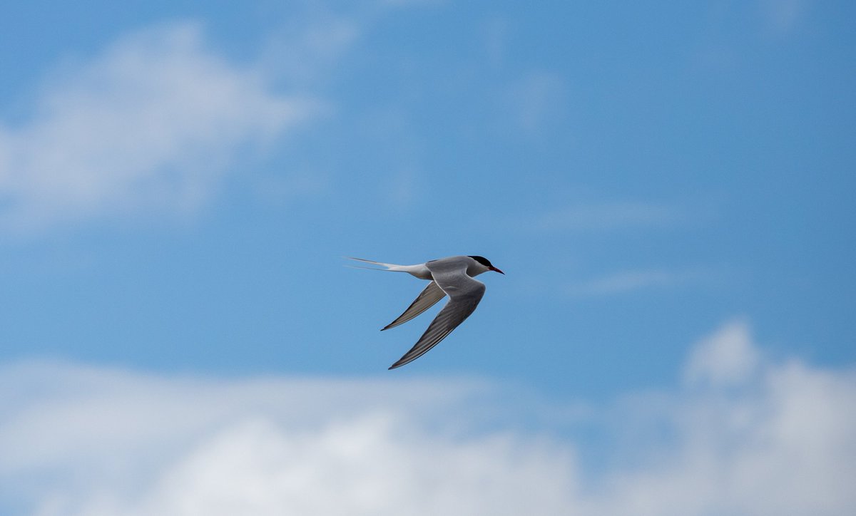 BECoS-MDX tweet media