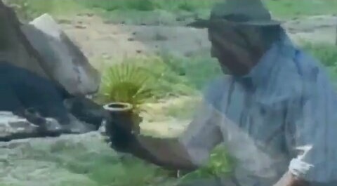 absolute sega tweet media