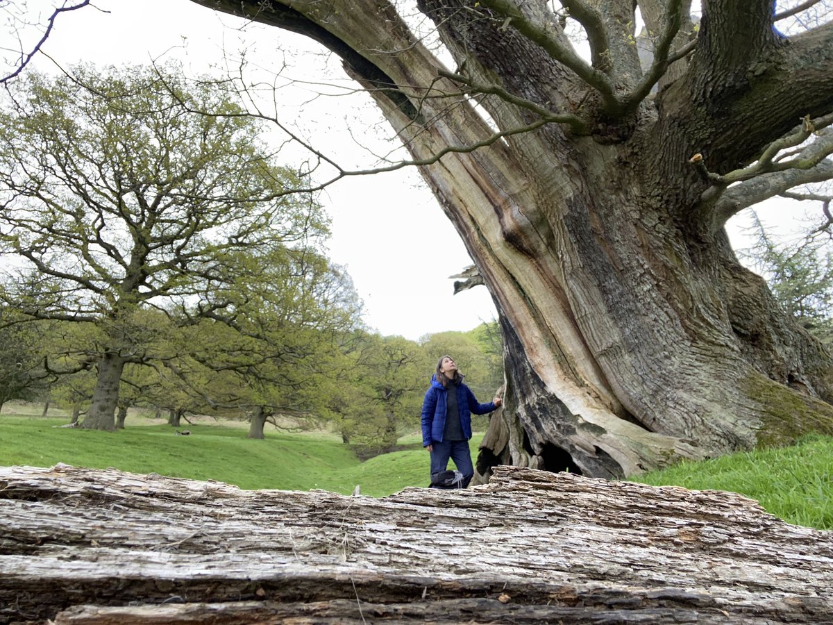 seaparkin's tweet photo. Wait a whole year &amp; 3 #thicktrunktuesday S come along
#chatworth #chatsworthpark #derbyshire #walk #noticenature #oak #oldoaks #veterans #ancienttrees #trees #celebratingtrees #alder https://t.co/C4AVQYFspU