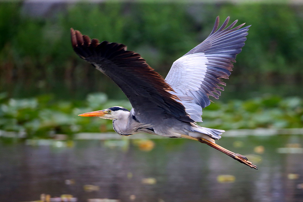 justsmmpro's tweet photo. Elegant and fascinating, grey herons are spotted spreading their wings in the early summer wind in Beijing.  https://t.co/I0HeskKMR1