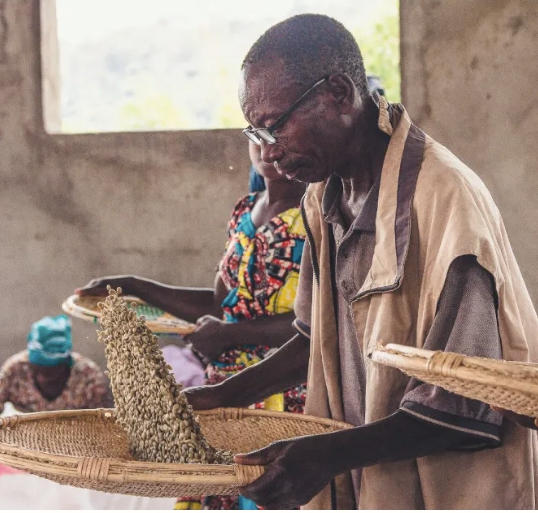 FirstAscentCB's tweet image. Certified Organic, Free Trade washed Bourbon from the Democratic Republic of Congo is now available! The Twende Cooperative supports 2,093 farmers, led by 570 women. Our light roast coffee features notes of vanilla, blood orange &amp;amp; black tea. 
#mightypeacecoffee