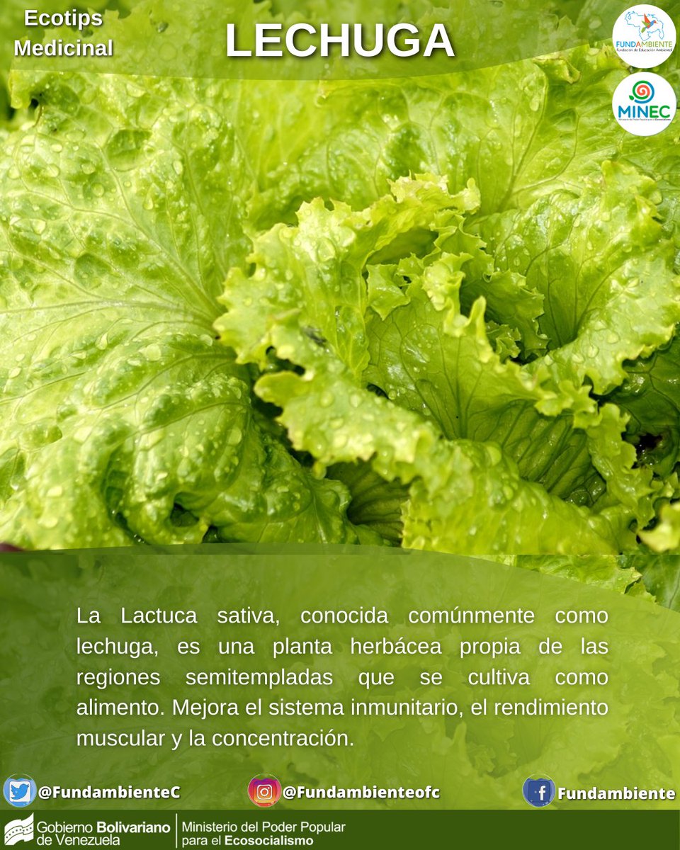 FundambienteC's tweet photo. #EcotipsMedicinal La #Lechuga además de ser un acompañante de nuestros alimentos, también es muy saludable.
#PalestinaLibre #25May #FreePalestine #GriseldaALa1 #21Nov https://t.co/63YRRIPnYg