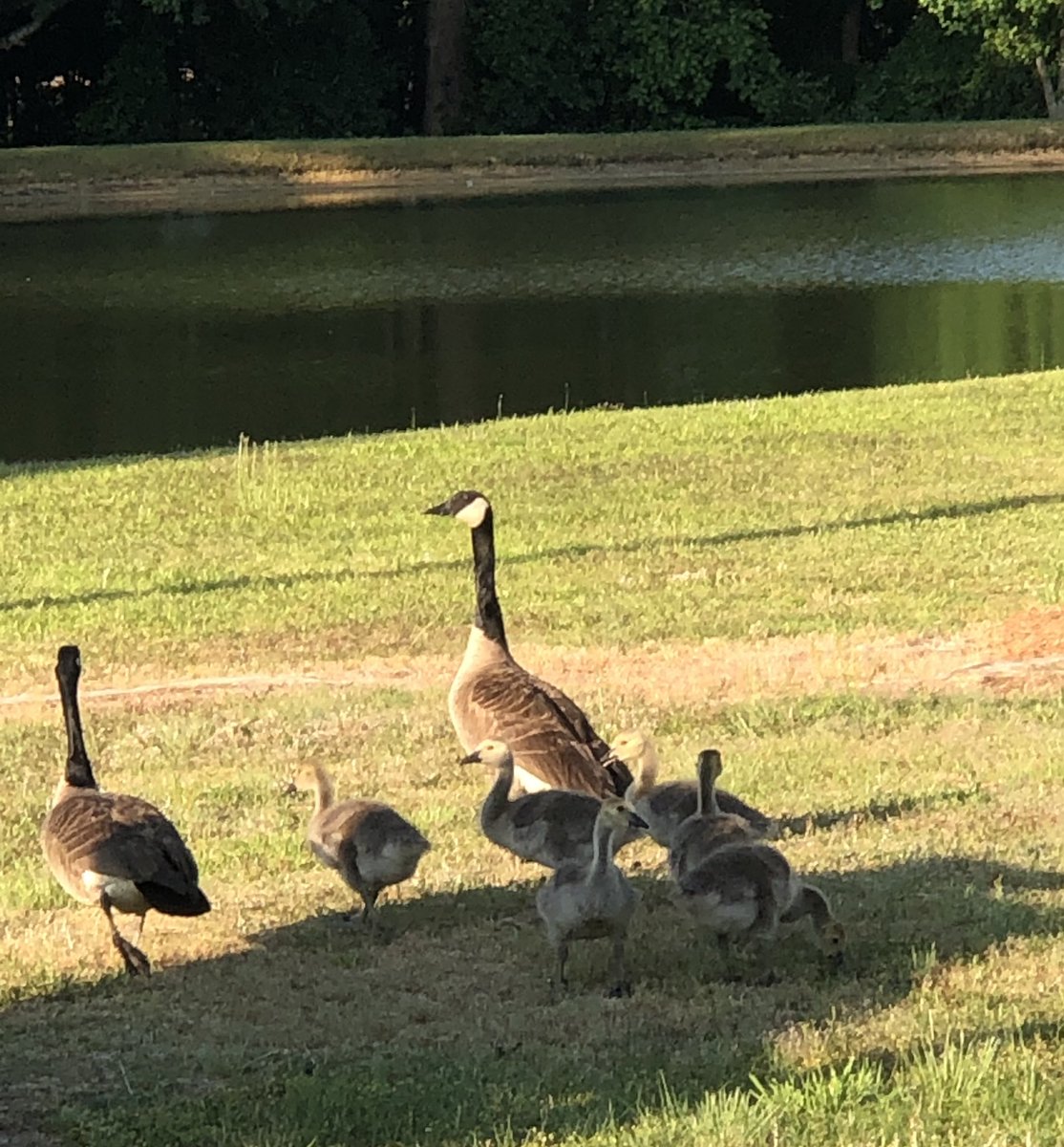 fahaley's tweet photo. Gaggle of geese 
crossing the street 
keeps its goslings 

much the way I

herding my words 
onto pages
keep from lostlings

#poemsofpresence https://t.co/G2yq5S0ngZ