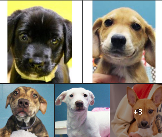 _Adri_'s tweet image. Wayside has lots of adorable puppies waiting to meet you! Head over to their website to learn more about our Waifs and adoption process 🐾 #puppies #adoptapuppy #shelterpup #KansasCity #AdoptDontShop #dogsoftwitter