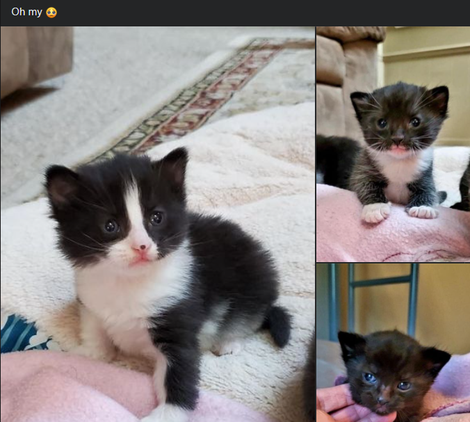 _Adri_'s tweet photo. 3 week old kittens needing a good home.
#CatsOfTwitter #AdoptDontShop #KansasCity #waysidewaifs https://t.co/kj0mYVEHmp