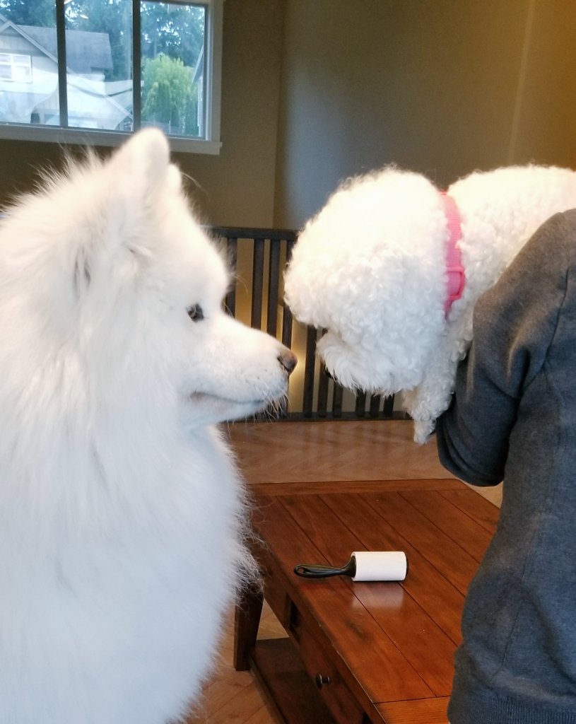 비숑 친구랑 폴라!