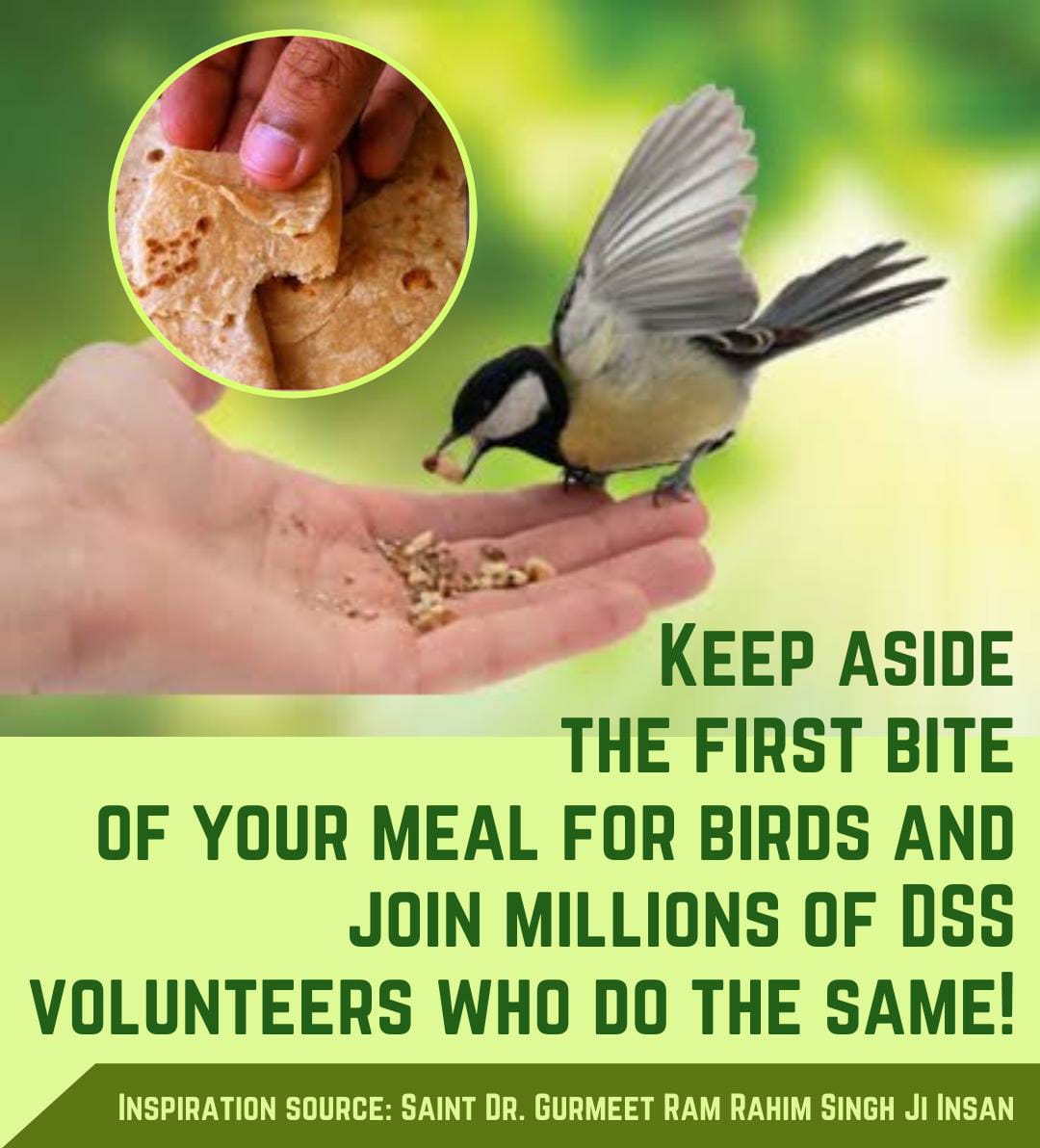 itsinspiring_'s tweet photo. Birds deserve to be loved and fed. By making small efforts to feed the birds, we can bring life to many of them. Feeding the bird is a very small but thoughtful gesture that can help them to survive. 
#FeedAndSaveBirds

-Saint Dr. @gurmeetramrahim Singh Ji Insan. https://t.co/rhSkNyJ5QQ