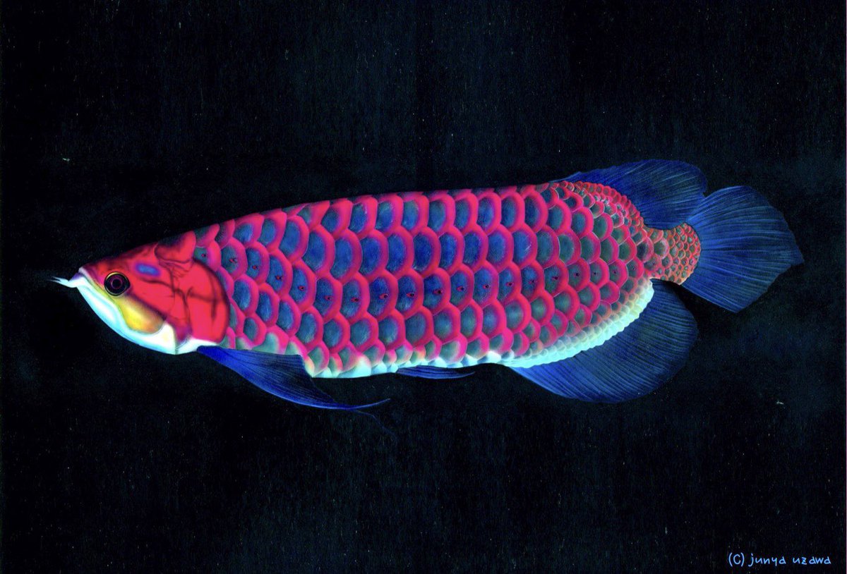 みんなでイケメンな魚を描こうの会 のイラスト マンガ コスプレ モデル作品 17 件 Twoucan みんなでイケメンな魚を描こうの会 のイラスト マンガ コスプレ モデル作品 17 件 Twoucan