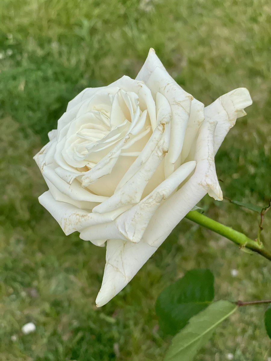 SrtaPerona's tweet photo. We celebrated the life of our beautiful student, Nayia Markos, today. Thank you, Nina Caputo, Builders Club, Rhonda Lindner, Nayia’s teachers, and friends for this memorial today! We miss Nayia tremendously, and will always remember her!!! ❤️ @AtteaSchool https://t.co/xh5hsG6v4a