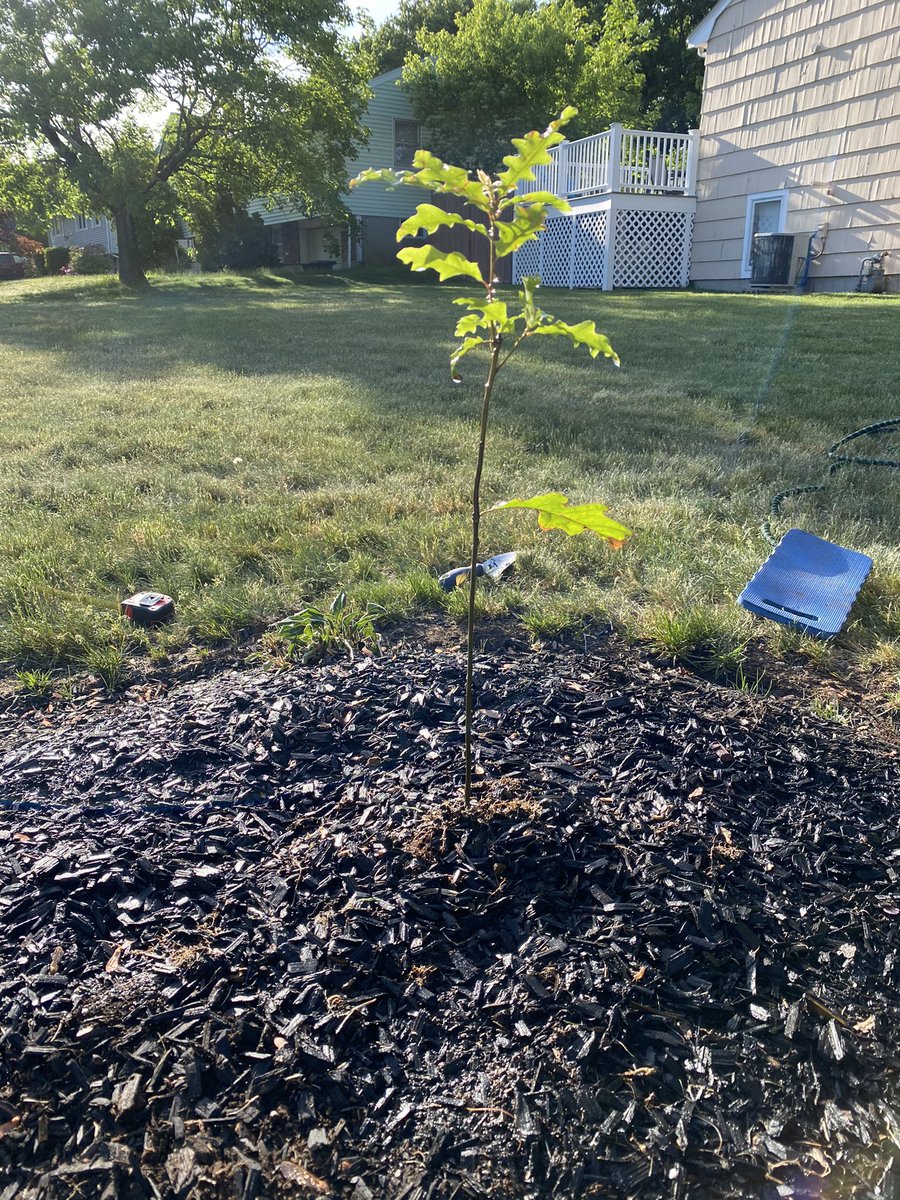 CourtneyWeiner2's tweet photo. Graduate from Elon✔️
Get the traditional oak tree sapling✔️
Plant sapling✔️
@elonuniversity
#elonsapling https://t.co/w43xfKxKIx