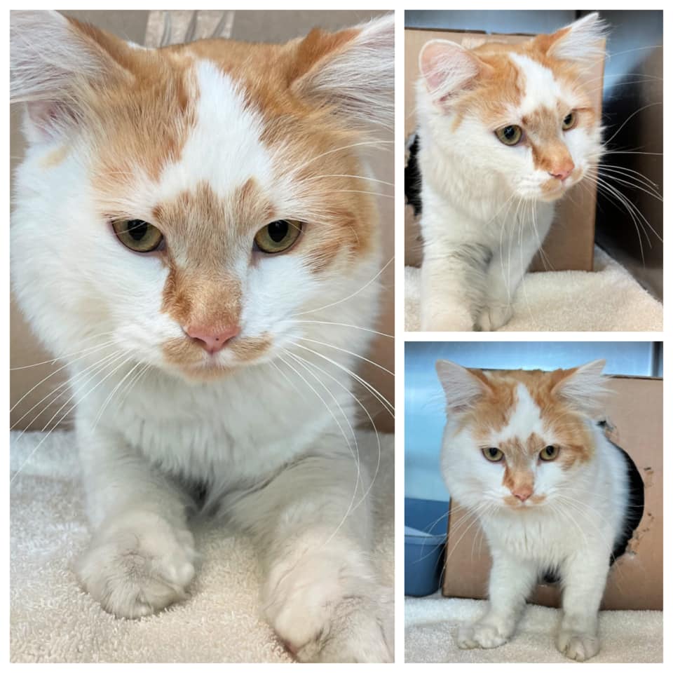 Sweet young orange tabby &amp; white boy "Beans" ID#961 in #LindonUT (a gassing/high-kill shelter) hopes for relief from a horrible death! Likes other cats! Did I say sweet? Phone/email: (801) 785-3442 nuvas@orem.org to save! Pledge for rescue! VERY URGENT!
facebook.com/gaschambercats…