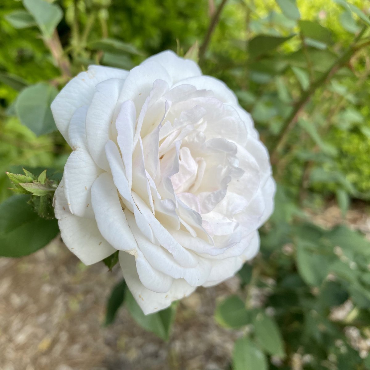 Elizabeth Has Science Homework (Keene) tweet media