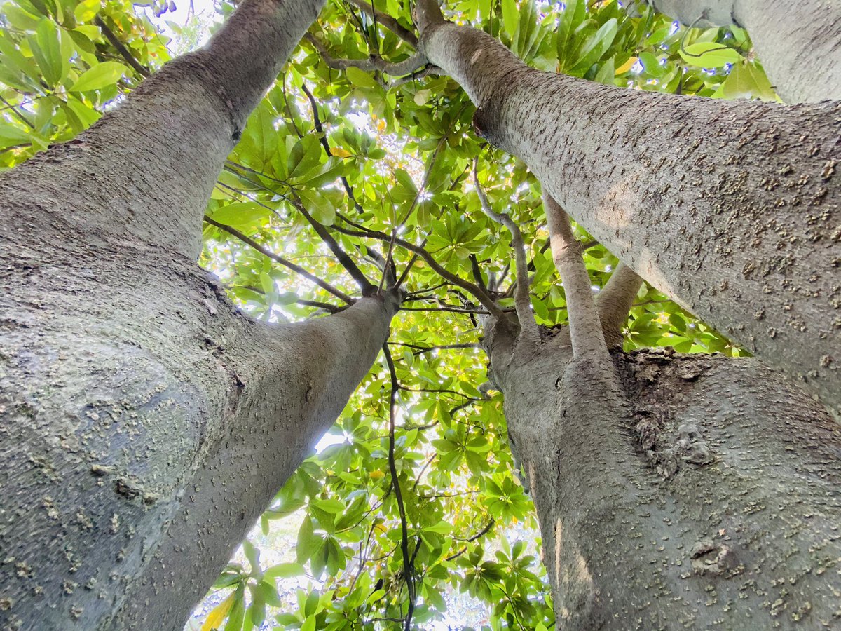 Elizabeth Has Science Homework (Keene) tweet media