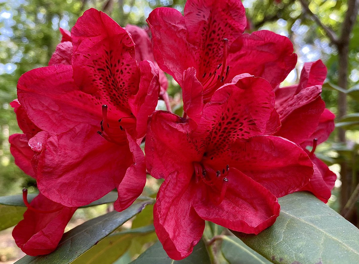 Elizabeth Has Science Homework (Keene) tweet media