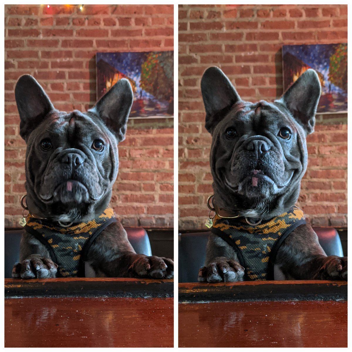 thealehouse1034's tweet photo. Getting a smile from Blue!
11th & Willow
#Hoboken
#wearamask😷 #dogfriendly #goboken #ɢᴇᴛᴠᴀᴄᴄɪɴᴀᴛᴇᴅ💉#billards🎱 #shuffleboard #darts🎯 #dogsofhoboken #DogsofTwittter https://t.co/OVgMZeOm3D