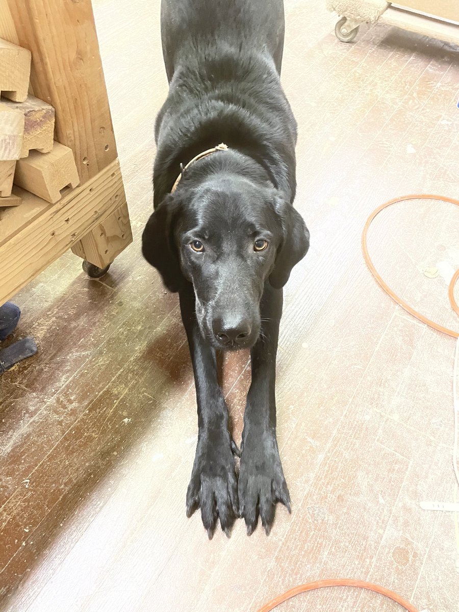 ShopDogs1's tweet photo. Samson waking up from his afternoon nap. Big stretch.
#dogs #Dogsoftwitter #dogsofinstagram #blacklab #weratedogs #dogslife #dogsoftwitter #doglovers #dogsarethebest #shopdog #fortheloveofpets https://t.co/nbhcp5ZN05