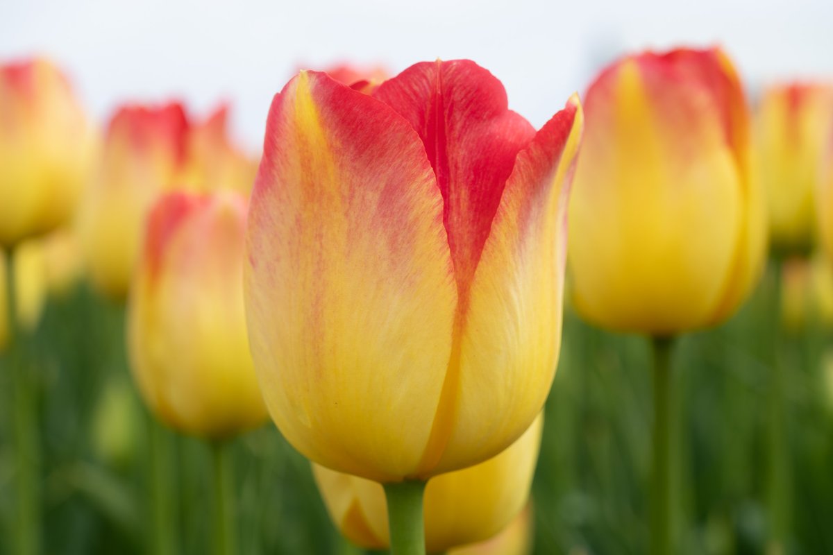 TulipMuseum's tweet photo. Tulip "Suncatcher" is a brilliant two-toned #flower that blooms in mid to late spring and belongs to the Triumph Tulip group. It has sturdy stems that can stand up to wind and rain, and is also a good choice for floral arrangements. #TulipTuesday https://t.co/atcXG0vwnb