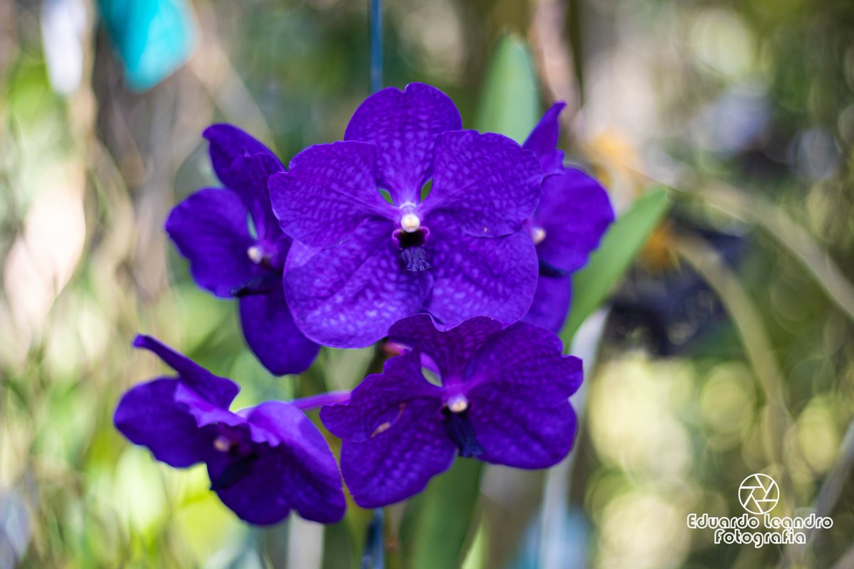 Eduardo_Leandro's tweet photo. Flowers Hunter
#eduardoleandrofotografia #paisagem #landscape #flowers #flores #inhotim #museu #brumadinho #ruasdebh #canon80d #lente50mm #50mm #canonbr #canondlsr #fotografo #fotografia #photography #photographer #minasgerais #nature #naturezaperfeita #natureza #ruasdebh https://t.co/7hq9FE9T1T