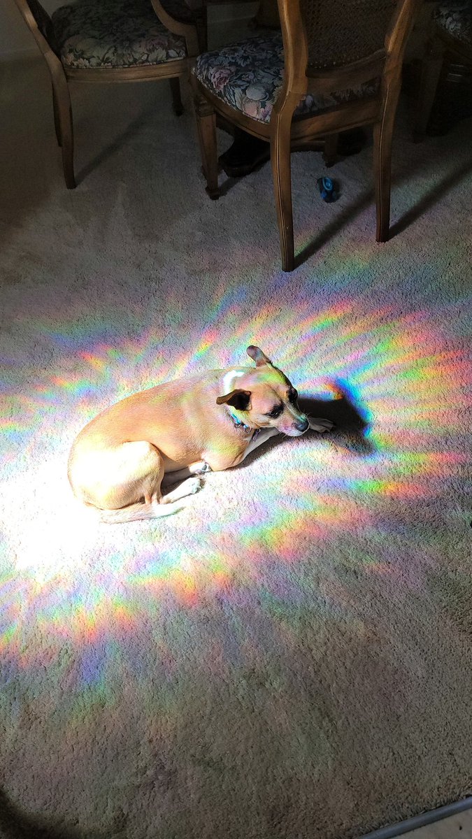 HeartJackrabbit's tweet photo. She's only lived with us for a month and already Opal has out-gayed both moms. https://t.co/eBE0U0tMZ4