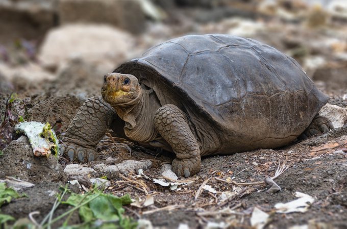 GInmediato's tweet photo. ¡¡¡ Buenas Noticias #Galapagos!!!! Tortuga encontrada en Fernandina corresponde a una especie considerada extinta hace 100 años @parquegalapagos @Ambiente_Ec @GustavoManriq_M @DannyRuedaC https://t.co/xzvDuUi54w