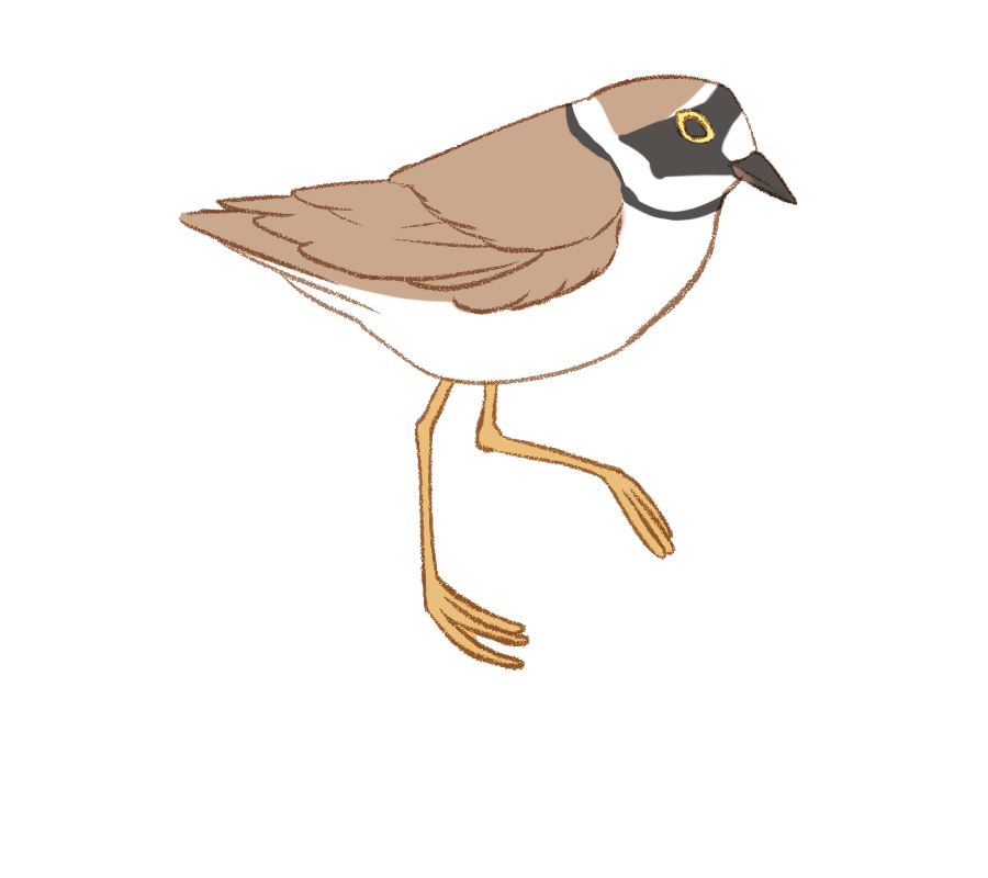 桜こより コチドリ さんです 夏に日本にやってくる夏鳥さんです 泥のある所によくいるそうです 近くに水辺があれば 川などでもなくても良いみたいです 鳥のイラスト図鑑 T Co Vggtxebwpf Twitter