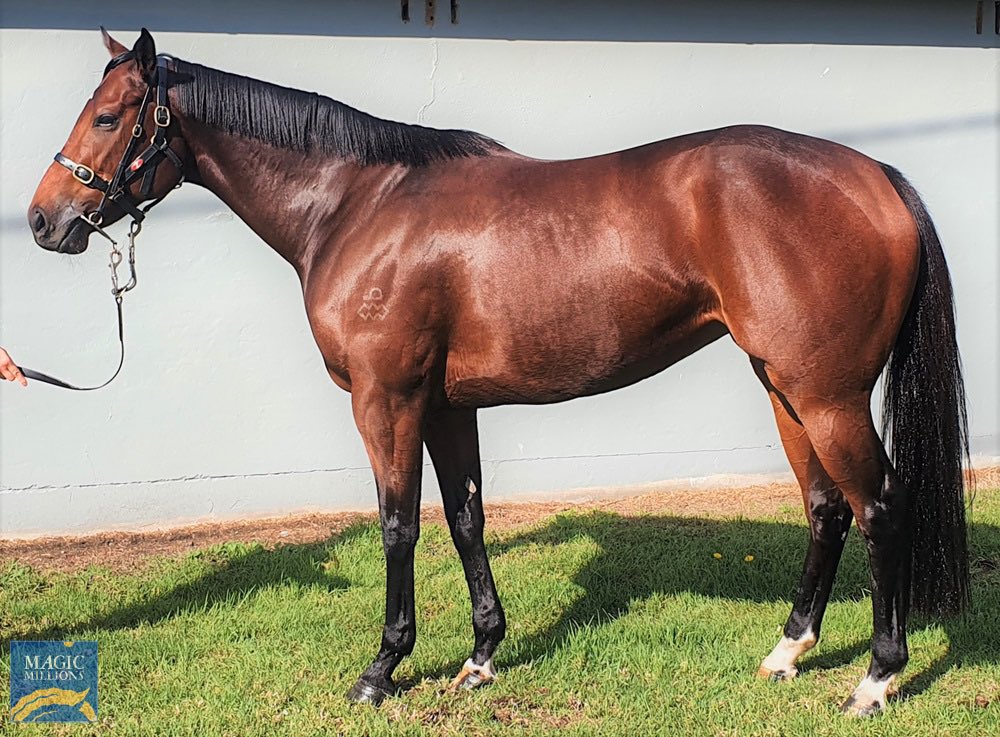 TelemonThoroug1's tweet photo. We believe Russian Camelot is the best value young stallion in the country. By a margin. We bought three mares yesterday from @NewhavenPark , Strawberry Hill 🍓 and @RBloodstock to support him.

@widdenstud 
@DOBrienRacing 
@mmsnippets https://t.co/KBiQ9RFucA
