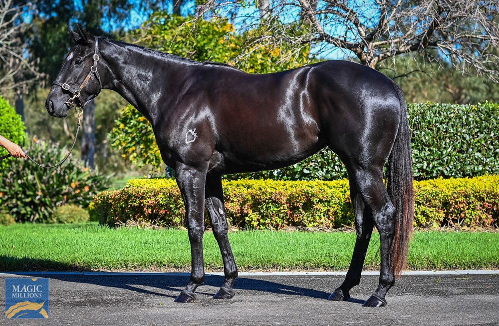 TelemonThoroug1's tweet photo. We believe Russian Camelot is the best value young stallion in the country. By a margin. We bought three mares yesterday from @NewhavenPark , Strawberry Hill 🍓 and @RBloodstock to support him.

@widdenstud 
@DOBrienRacing 
@mmsnippets https://t.co/KBiQ9RFucA