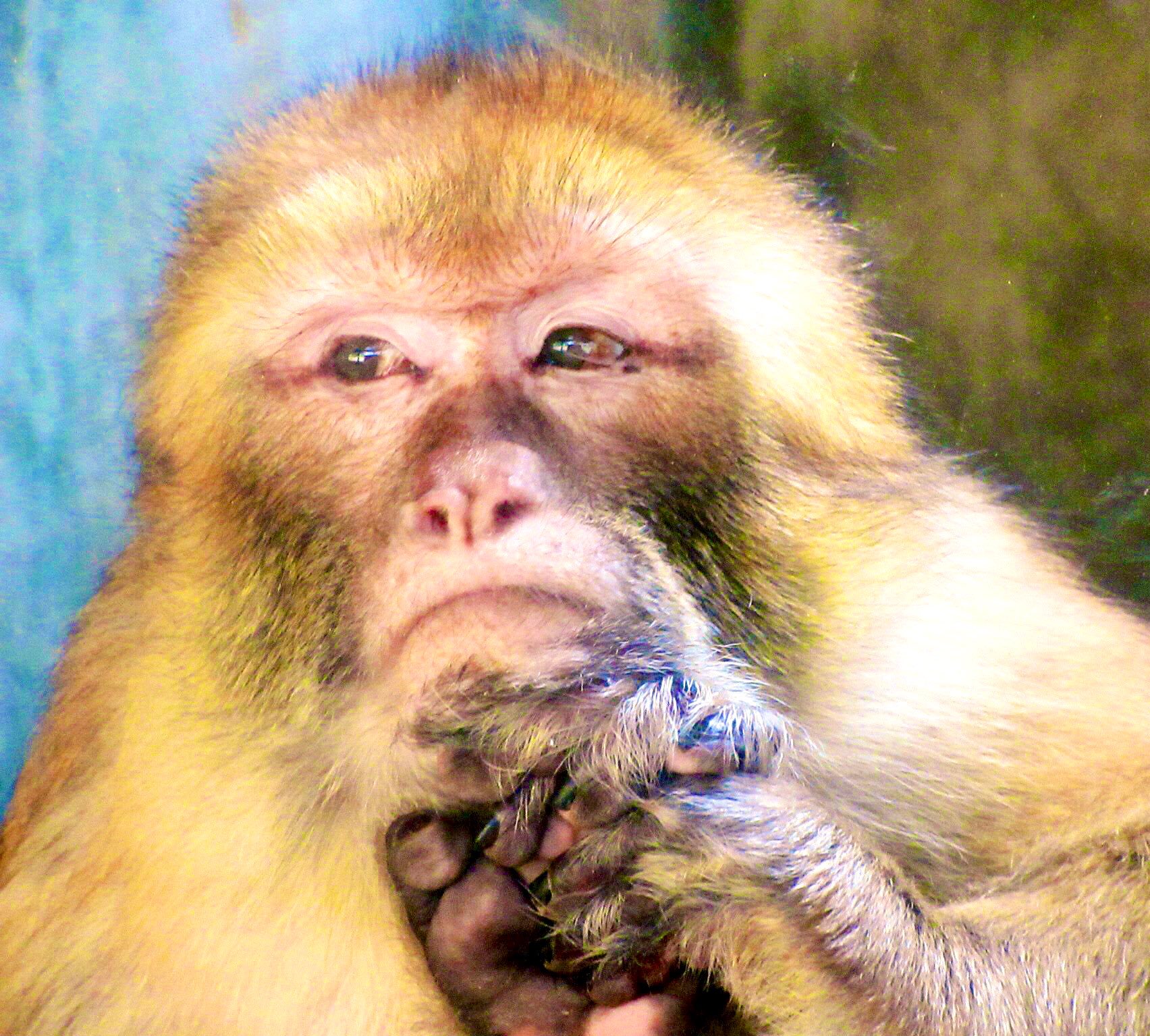 おらゑもん 過去写真見返しているけれど バーバリーマカクって本当に美しいサルだなぁ ニホンザルそっくりだけど黄金色の体毛と目元のアイラインが素敵だし マカク属の仲間で唯一アフリカに暮らしてるのも個性的 彼らがアジアに渡らずアフリカにただ1種