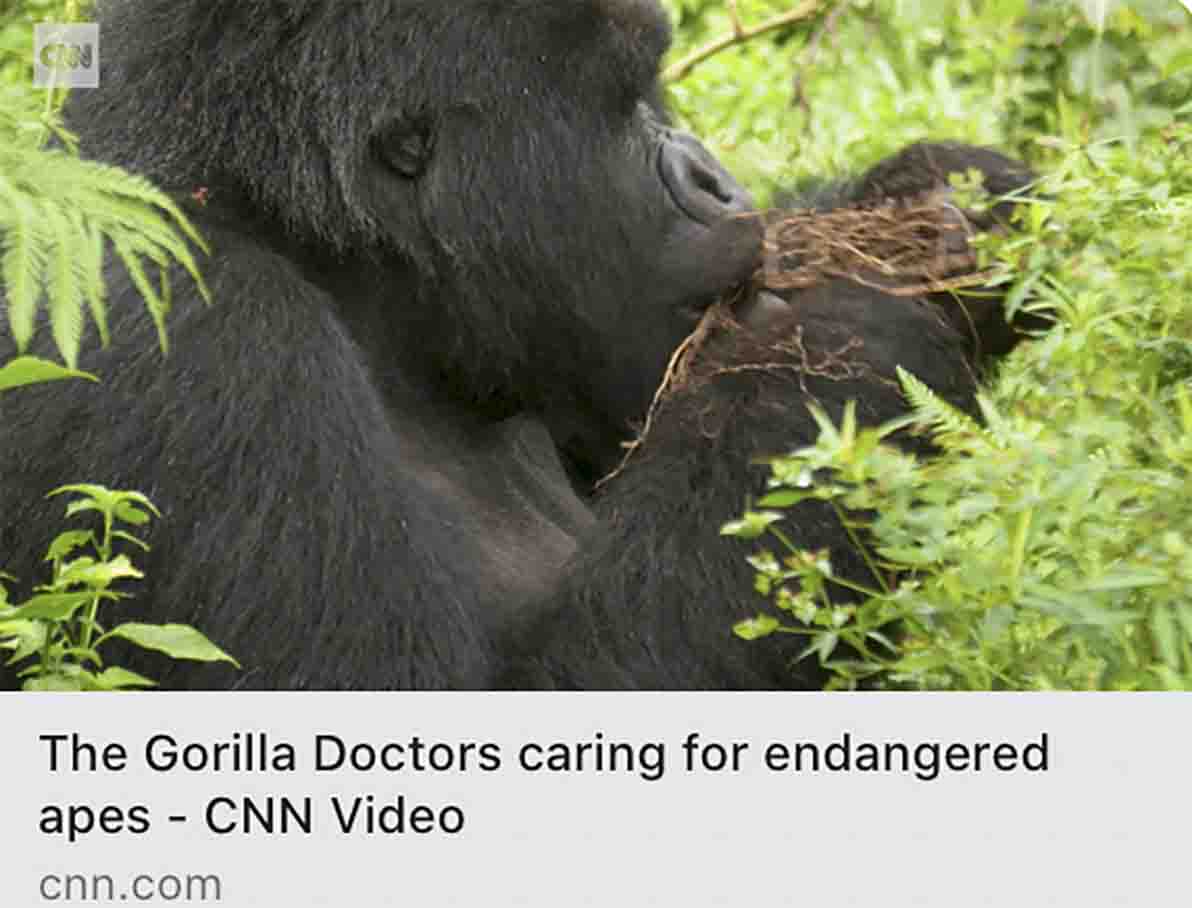GorillaDoctors's tweet photo. So thrilled and humbled to have our work and Dr. Jean Bosco Noheli featured by #RichardQuest on @CNN today! Thank you so much to the team that made this possible:

https://t.co/qTTafYT8Y5 https://t.co/4nD591SYVh