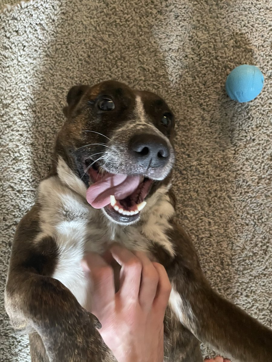 Chaseca1's tweet photo. My roommate’s Dog Sweet Pea says hello https://t.co/1hkFhkJB9k