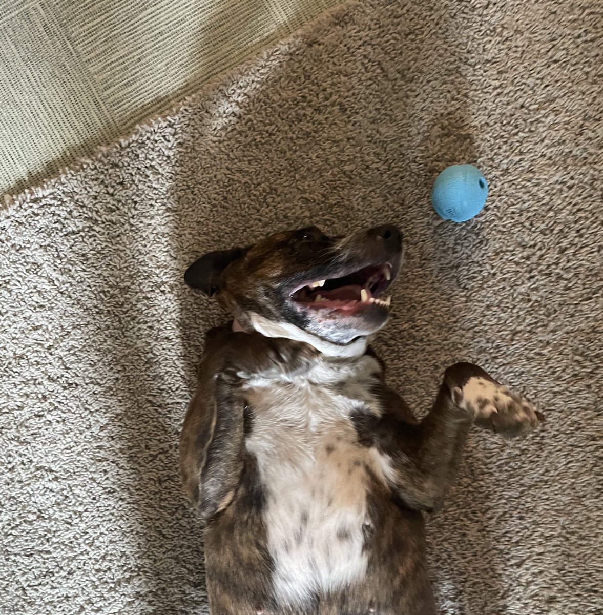 Chaseca1's tweet photo. My roommate’s Dog Sweet Pea says hello https://t.co/1hkFhkJB9k