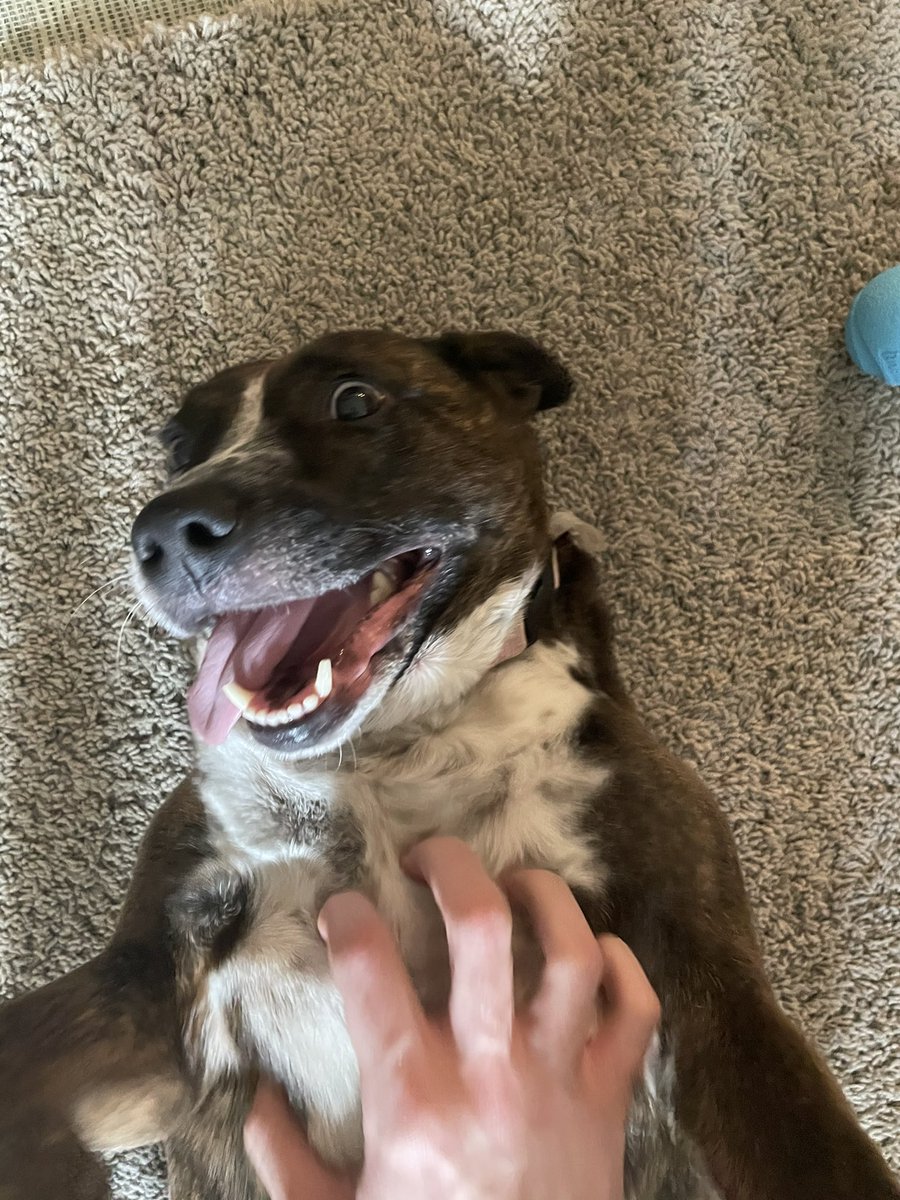 Chaseca1's tweet photo. My roommate’s Dog Sweet Pea says hello https://t.co/1hkFhkJB9k