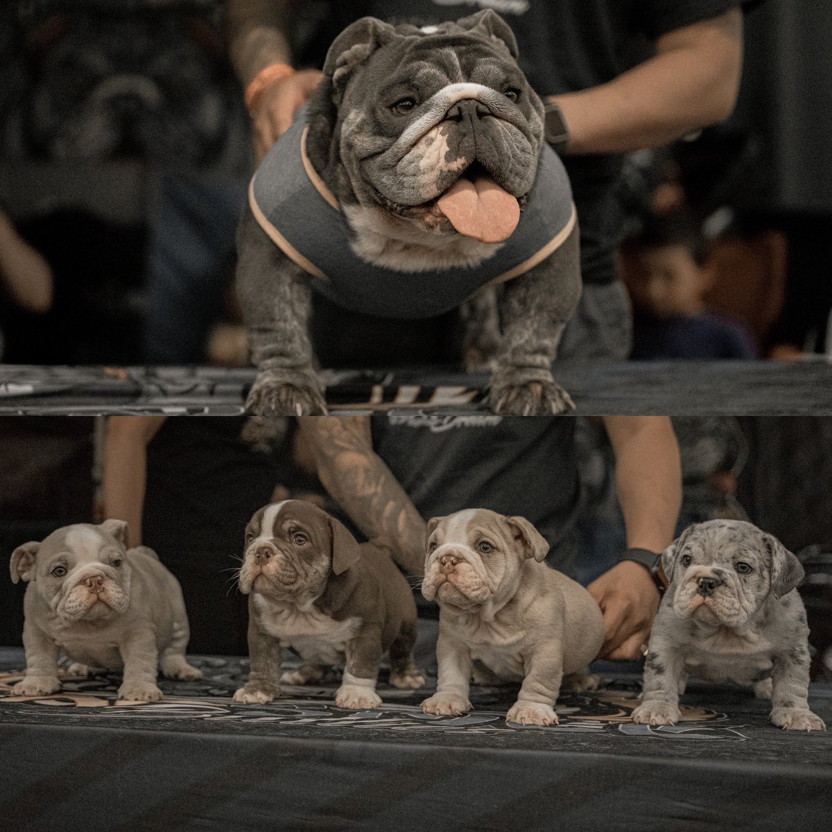 jachky237's tweet photo. πΈπΈπΈ #laostylebullies #bludream #chocolatte https://t.co/zSIYO3Jt8F