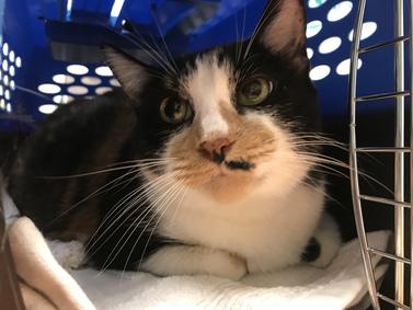Tita was dumped by her owner. She is about 6 years old and already spayed. Tita has some dermatitis and needs dental care. She is a big girl at 15 lbs! Owner claims Tita has litterbox issues but nothing was mentioned as to whether she was seen by a vet. facebook.com/NYCDEATHROWCAT…