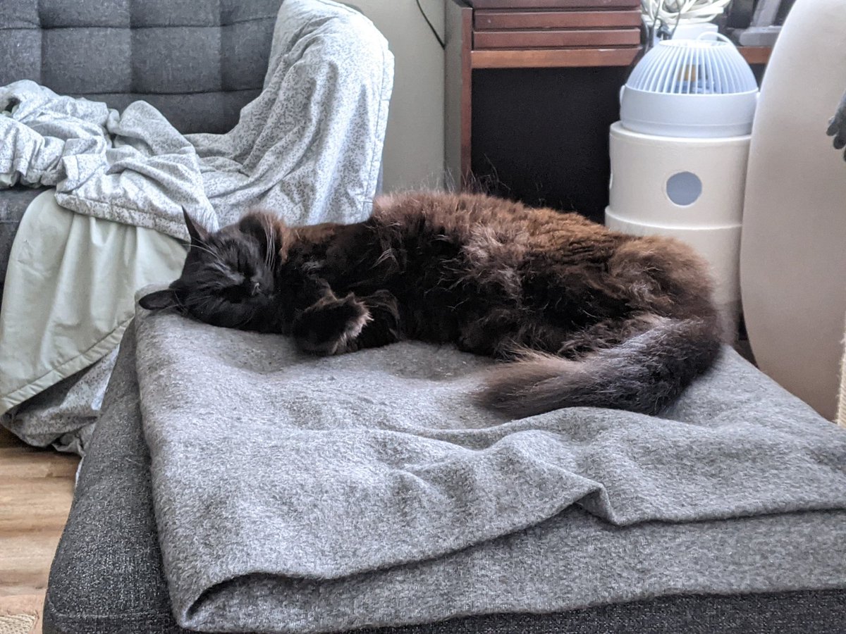 blackkittybros's tweet photo. (Almost) Still Life.
#FrankieRey 
#blackkittybros 
#blackcatsoftwitter 
#heatingpadlife https://t.co/enIMcwSr7z