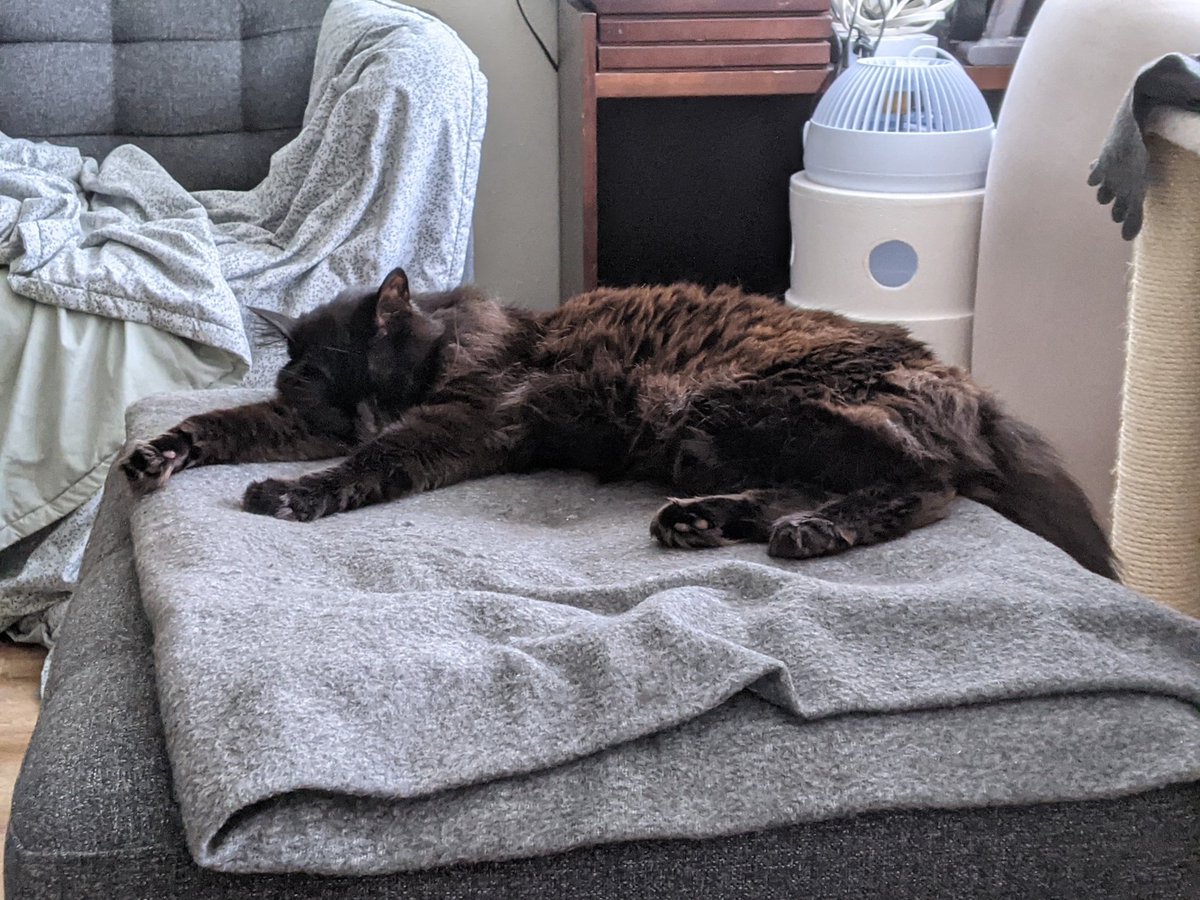 blackkittybros's tweet photo. (Almost) Still Life.
#FrankieRey 
#blackkittybros 
#blackcatsoftwitter 
#heatingpadlife https://t.co/enIMcwSr7z
