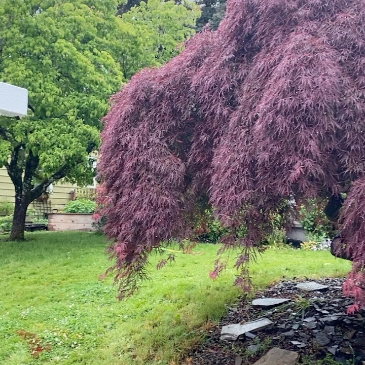 chrisbalmes's tweet photo. #comingsoon 🏡 #forsale in SE PDX. #sneakpeak https://t.co/53JUpJi9VA 503-427-0372 @chrisbalmespropertiesllc #chrisbalmesproperties https://t.co/zqMzNGJeEX https://t.co/H4AKfum5t7