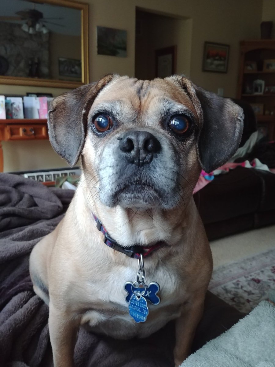 Max is my best friend and my daughters know he is also my favorite kid! #TMobilePets