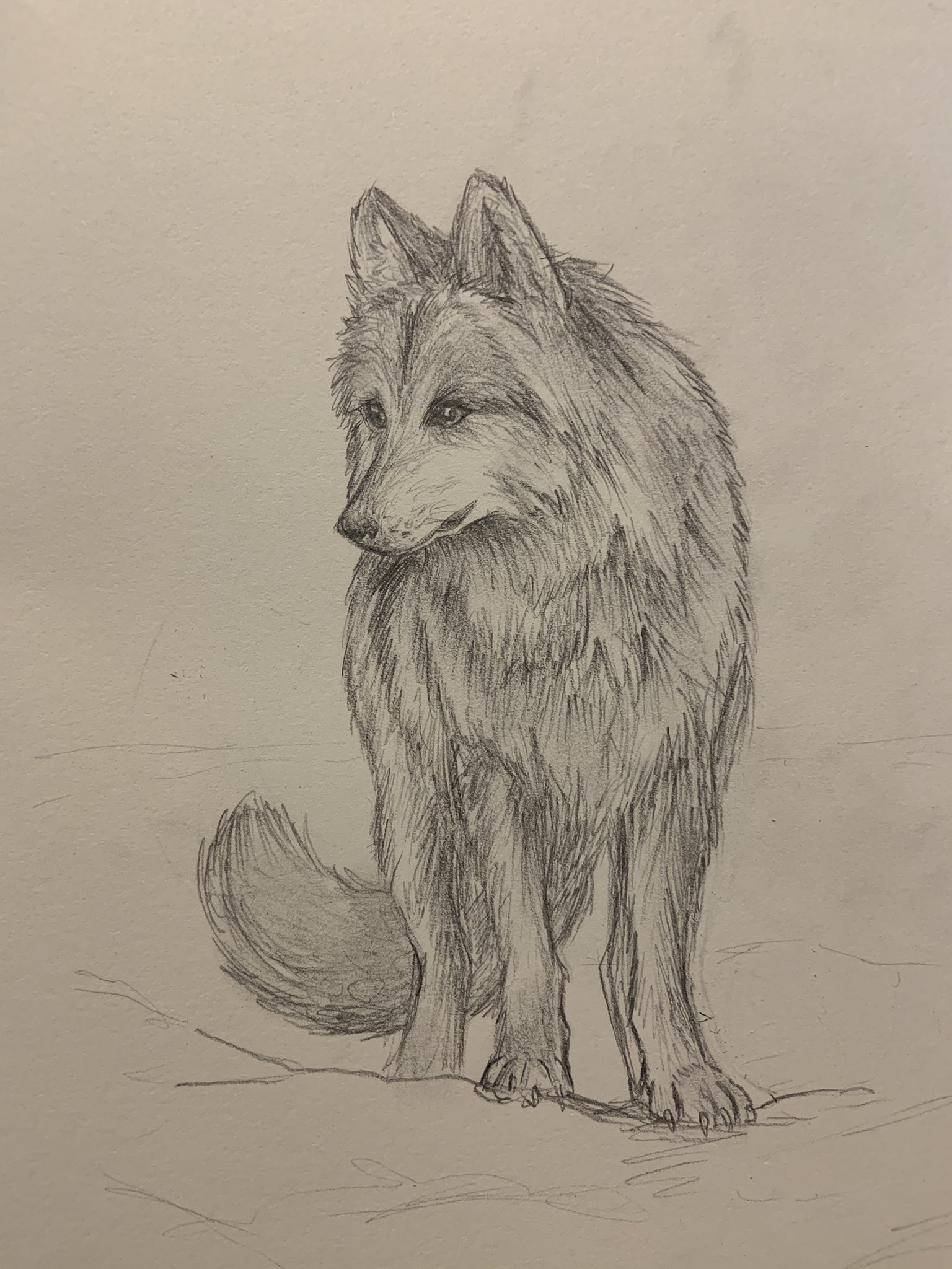 Mega Mouse Arts Here Is My New Drawing Of A Wolf In A Snowy Forest The Wolf Head In The Comparison Photo Is From 15 Or 16 I Hope You